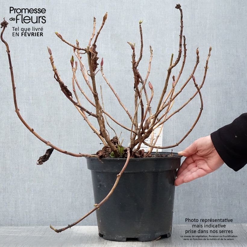 Hydrangea macrophylla Teller Red - Ortensia Vaso da 7,5L/10L esemplare consegnato in inverno