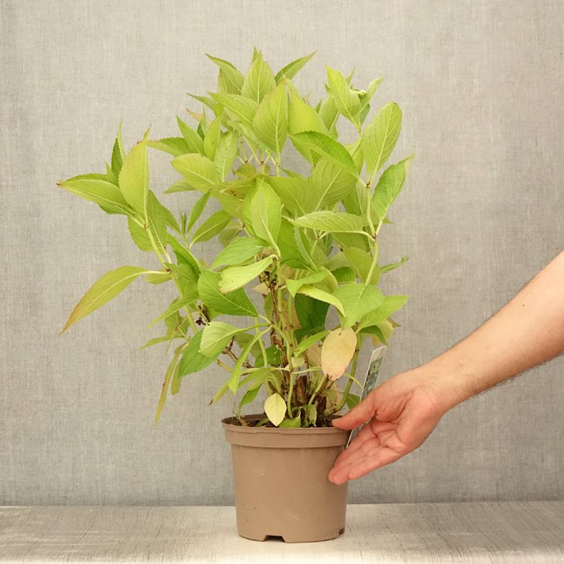 Esemplare di Hydrangea macrophylla White Wave - Ortensia Vaso da 2L/3L consegnato in estate