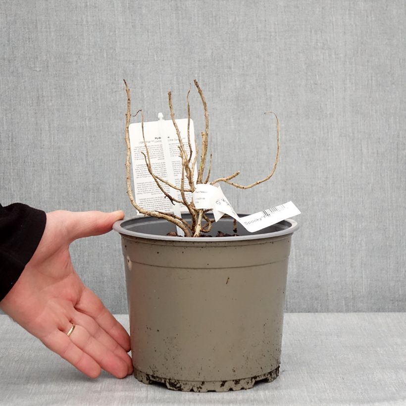 Hydrangea paniculata Little Spooky - Ortensia paniculata Vaso da 3L/4L esemplare consegnato in inverno