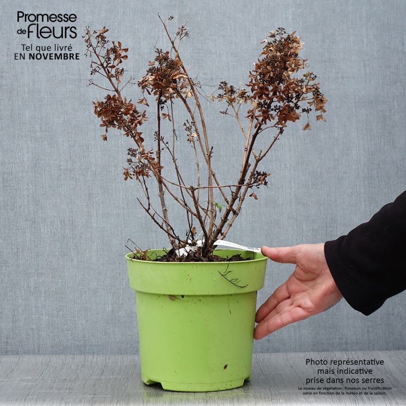 Esemplare di Hydrangea paniculata Little Spooky - Ortensia paniculata Vaso da 3L/4L come consegnato in autunno