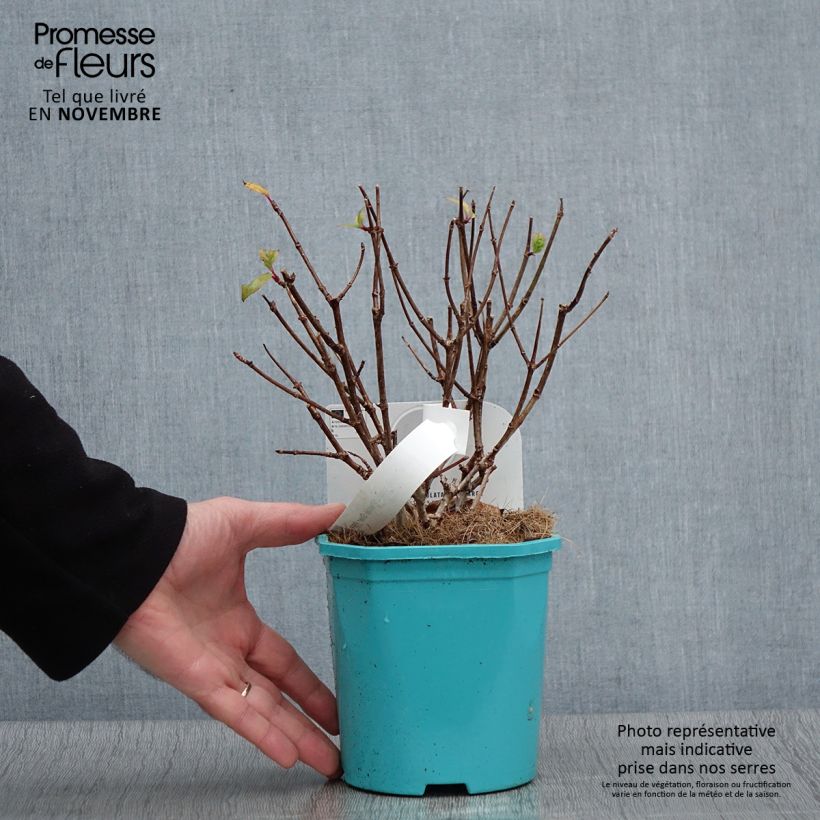 Esemplare di Hydrangea paniculata Petite Star - Ortensia paniculata Vaso da 4L/5L come consegnato in autunno