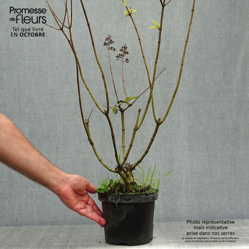 Esemplare di Hydrangea paniculata Pink Diamond - Ortensia paniculata Vaso da 2L/3L come consegnato in autunno