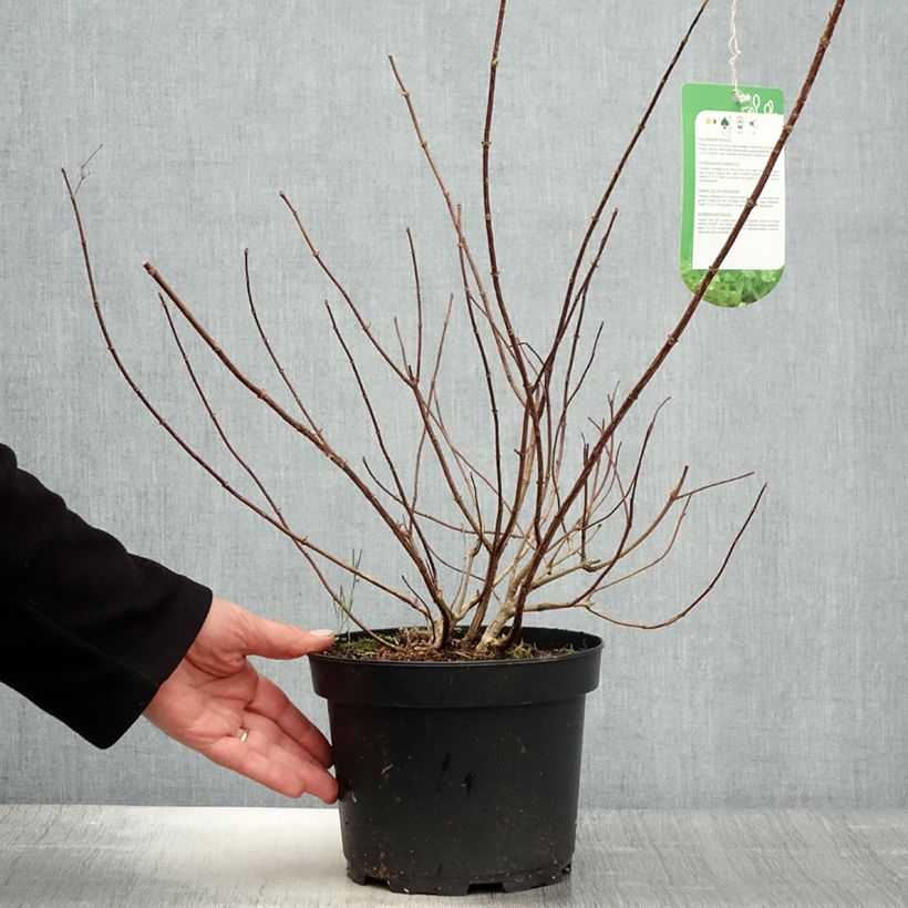 Hydrangea paniculata Tardiva - Ortensia paniculata Vaso da 2L/3L esemplare consegnato in primavera