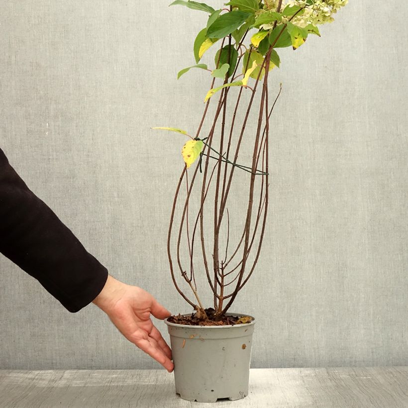 Esemplare di Hydrangea paniculata Living Pinky Promise - Ortensia paniculata Vaso da 2L/3L come consegnato in autunno