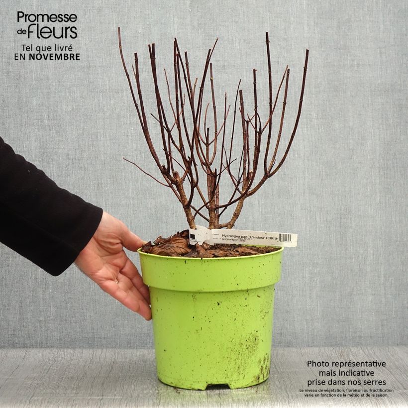 Esemplare di Hydrangea paniculata Pandora - Ortensia paniculata Vaso da 6L/7L come consegnato in autunno