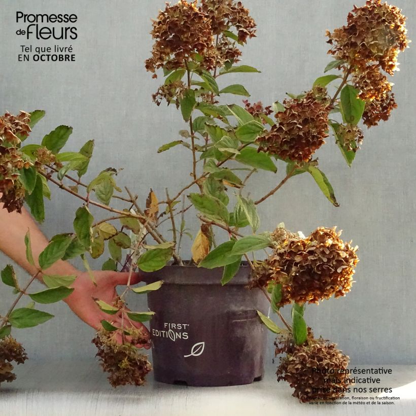 Esemplare di Hydrangea paniculata Tickled Pink - Ortensia paniculata Vaso da 7,5L/10L come consegnato in autunno