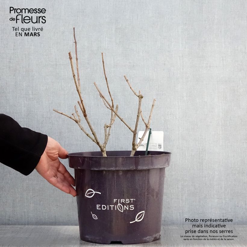 Hydrangea paniculata Tickled Pink - Ortensia paniculata Vaso da 7,5L/10L esemplare consegnato in primavera