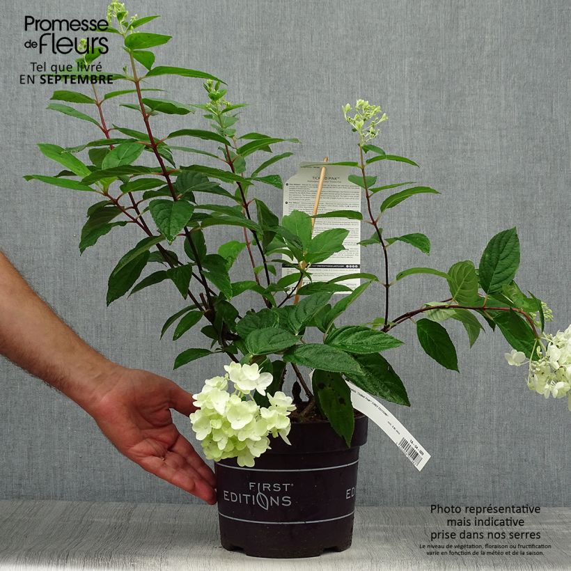 Esemplare di Hydrangea paniculata Tickled Pink - Ortensia paniculata Vaso da 2L/3L come consegnato in autunno
