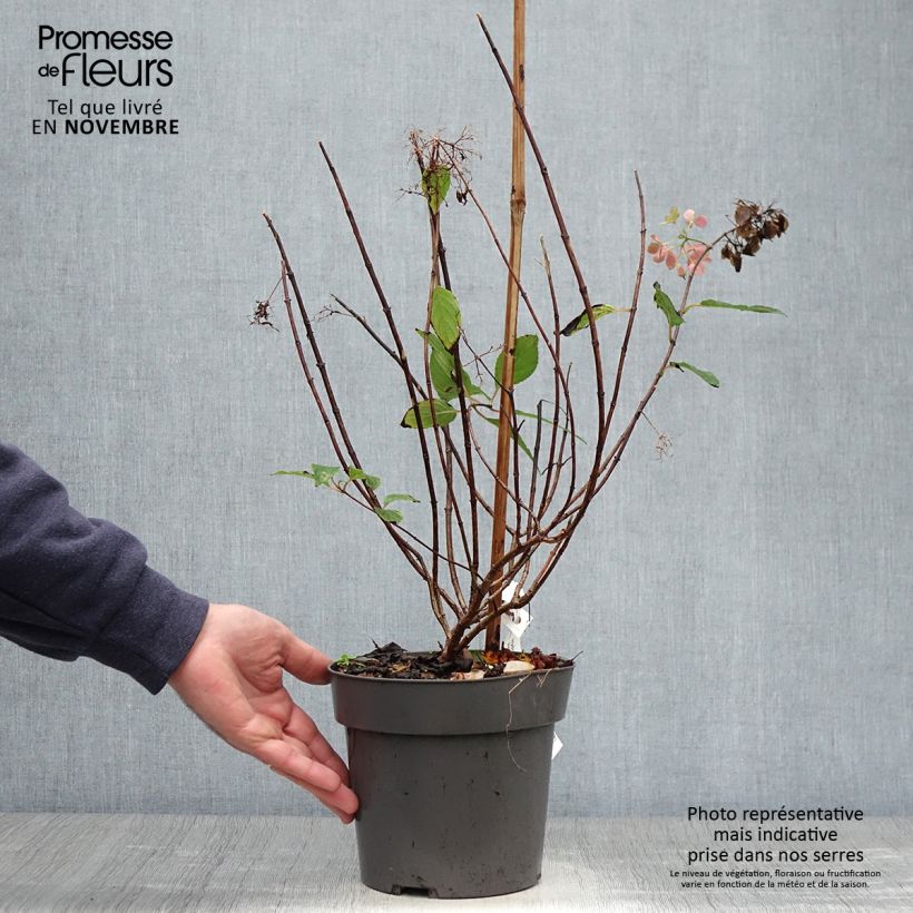 Esemplare di Hydrangea paniculata Little Fresco - Ortensia paniculata Vaso da 3L/4L come consegnato in autunno