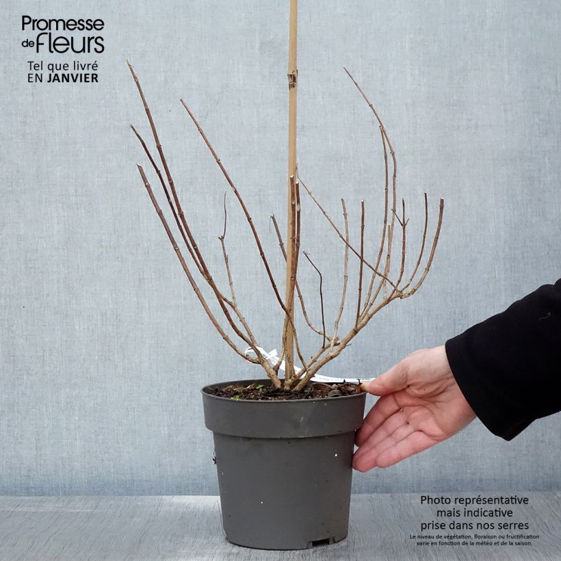 Hydrangea paniculata Little Fresco - Ortensia paniculata Vaso da 3L/4L esemplare consegnato in inverno