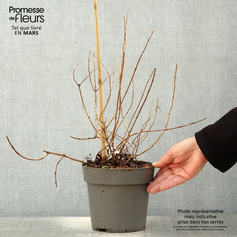 Hydrangea paniculata Little Fresco - Ortensia paniculata Vaso da 3L/4L esemplare consegnato in primavera