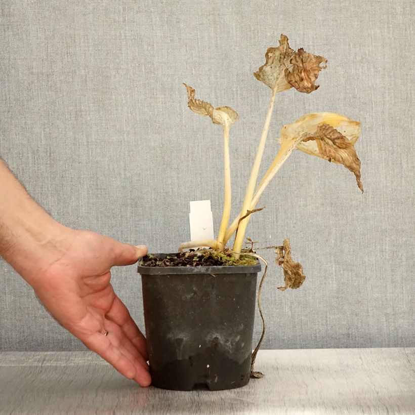 Esemplare di Hosta Abiqua Drinking Gourd Vaso da 1,5L/2L come consegnato in autunno