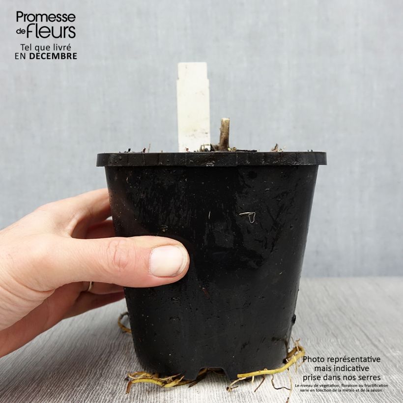 Hosta Abiqua Drinking Gourd Vaso da 1,5L/2L esemplare consegnato in inverno