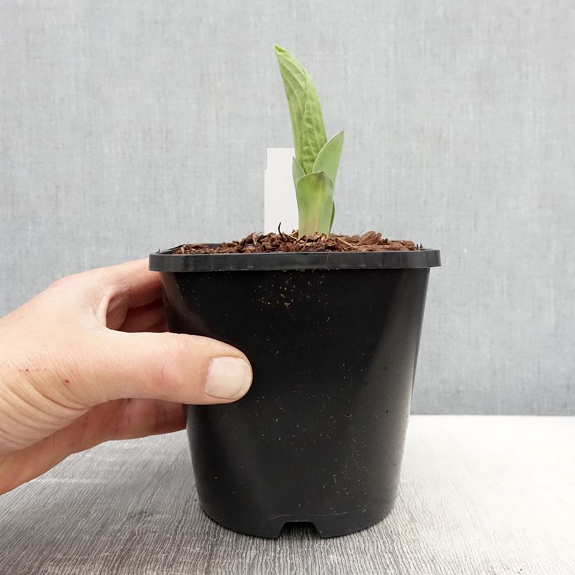 Hosta Abiqua Drinking Gourd Vaso da 1,5L/2L esemplare consegnato in primavera