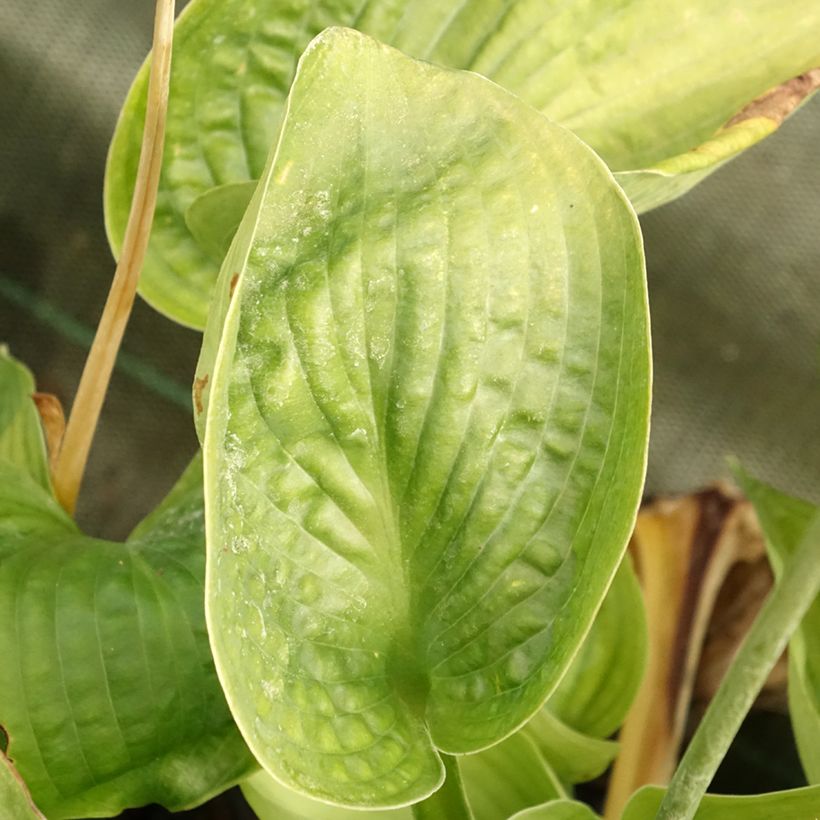 Hosta Abiqua Drinking Gourd (Fogliame)