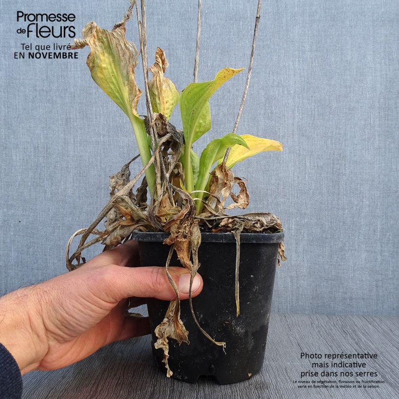 Esemplare di Hosta Allegan Fog Vaso da 1,5L/2L come consegnato in autunno