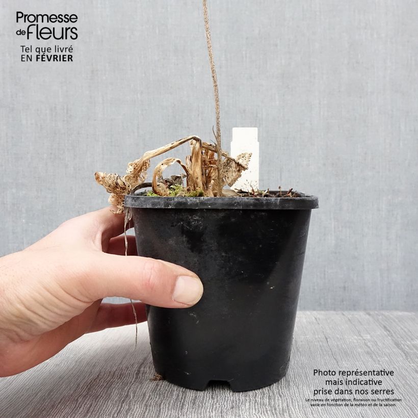 Hosta Allegan Fog Vaso da 1,5L/2L esemplare consegnato in inverno