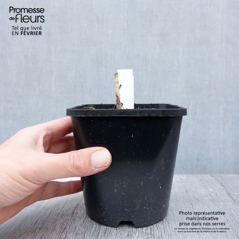 Hosta Almost Vaso da 1,5L/2L esemplare consegnato in inverno