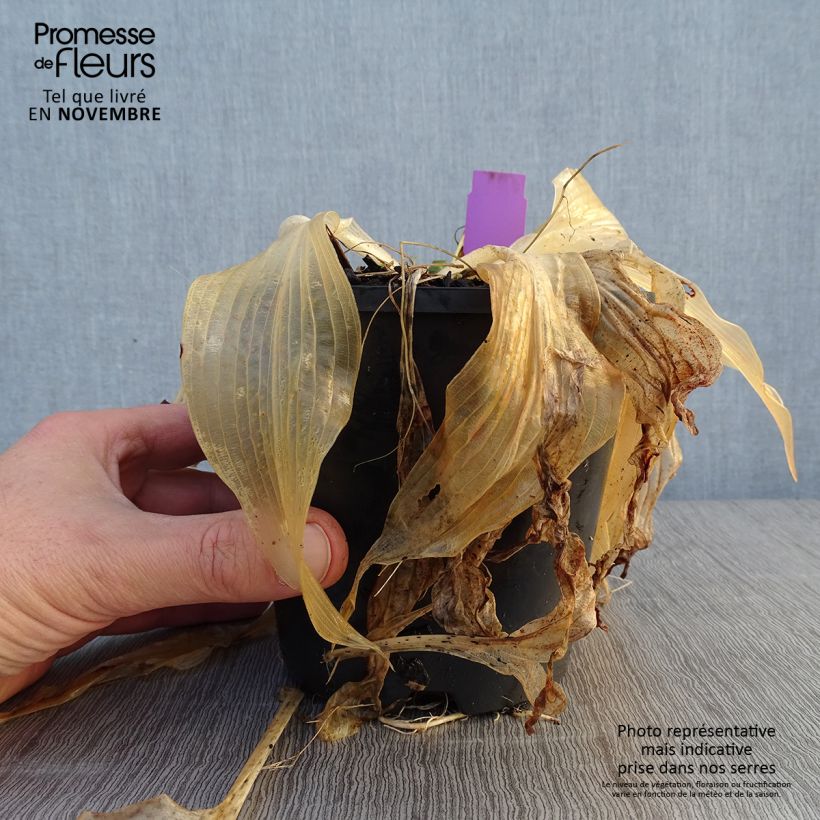 Esemplare di Hosta Amalia Vaso da 1,5L/2L come consegnato in autunno
