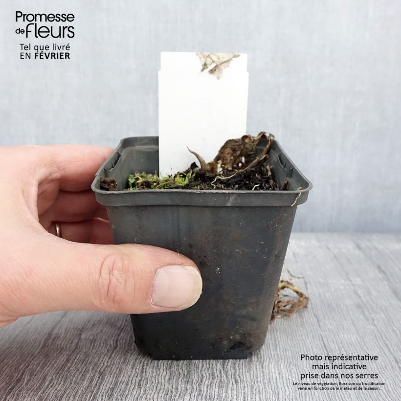 Hosta Austin Dickinson Vasetto da 8/9 cm esemplare consegnato in inverno