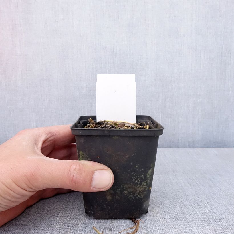 Hosta Austin Dickinson Vasetto da 8/9 cm esemplare consegnato in primavera