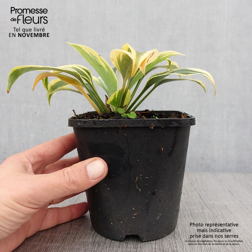 Esemplare di Hosta Autumn Frost Vaso da 1,5L/2L come consegnato in autunno