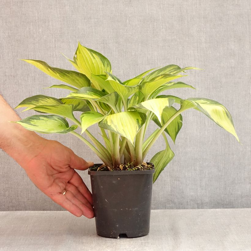 Esemplare di Hosta Ayesha Vaso da 1,5L/2L consegnato in estate