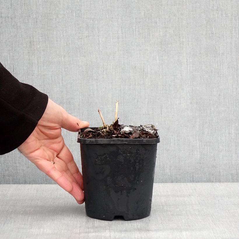 Hosta Ayesha Vaso da 1,5L/2L esemplare consegnato in inverno