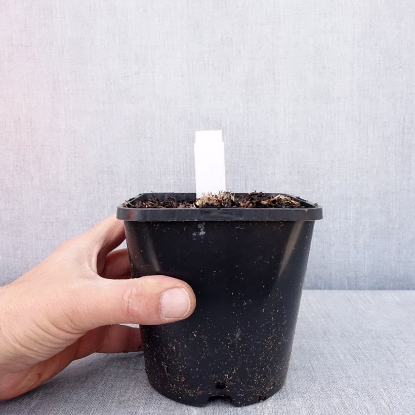 Hosta Ayesha Vaso da 1,5L/2L esemplare consegnato in primavera