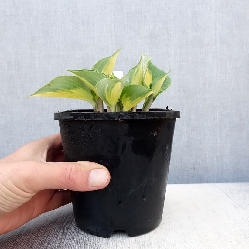 Hosta Beach Boy Vaso da 1,5L/2L esemplare consegnato in primavera