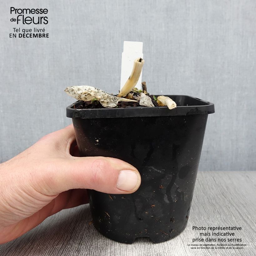 Esemplare di Hosta Big daddy Vaso da 2L/3L come consegnato in autunno