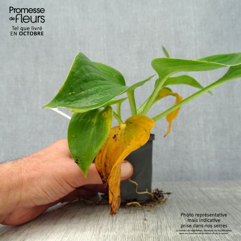 Esemplare di Hosta Hosta Blue Angel Vasetto da 8/9 cm come consegnato in autunno