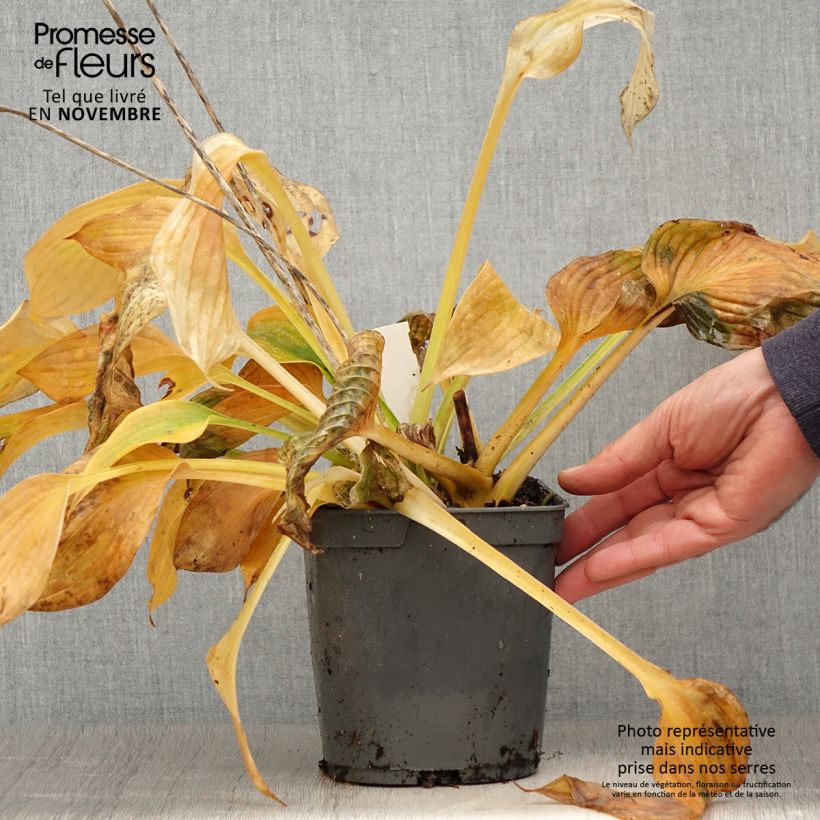 Esemplare di Hosta Hosta Blue Angel Vaso da 1,5L/2L come consegnato in autunno