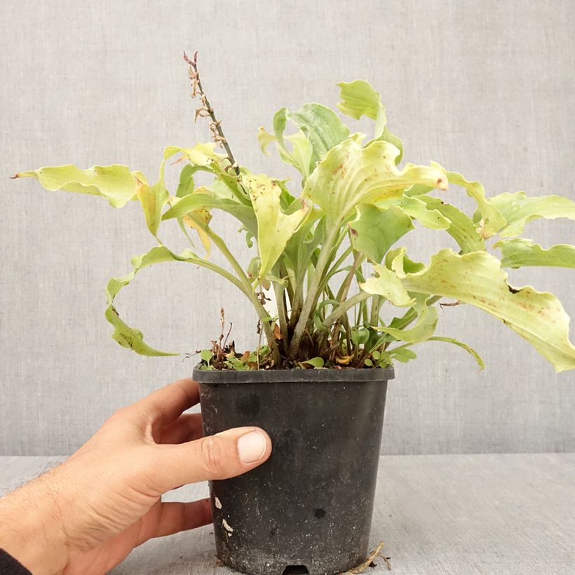 Esemplare di Hosta Blue Cascade Vaso da 1,5L/2L come consegnato in autunno