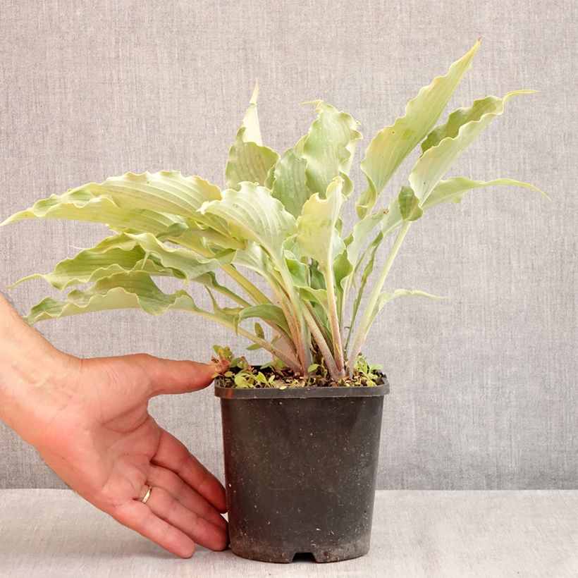 Esemplare di Hosta Blue Cascade Vaso da 1,5L/2L consegnato in estate