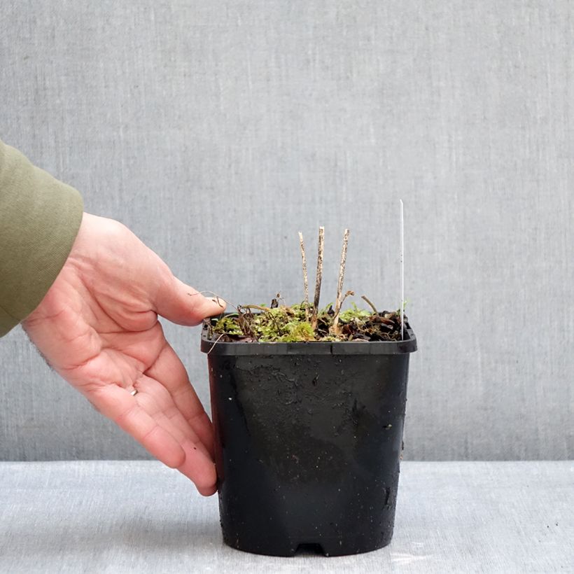 Hosta Blue Cascade Vaso da 1,5L/2L esemplare consegnato in inverno