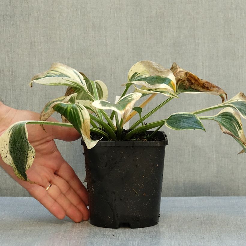 Esemplare di Hosta tardiana Blue Ivory Vaso da 1,5L/2L come consegnato in autunno
