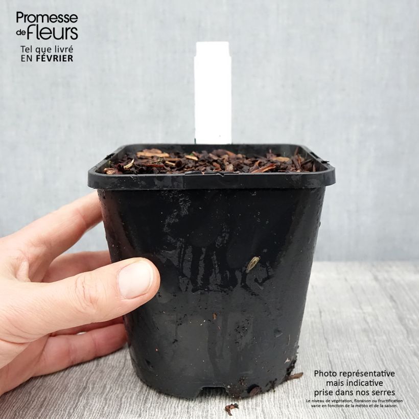 Hosta tardiana Blue Ivory Vaso da 1,5L/2L esemplare consegnato in inverno