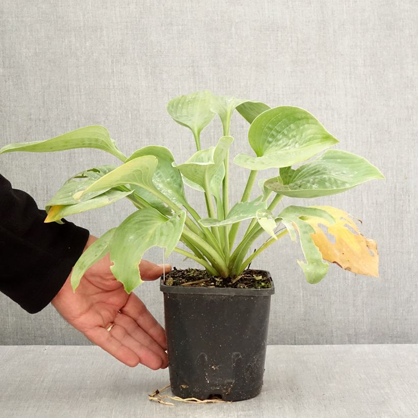 Esemplare di Hosta Blue Mammoth Vaso da 1,5L/2L come consegnato in autunno