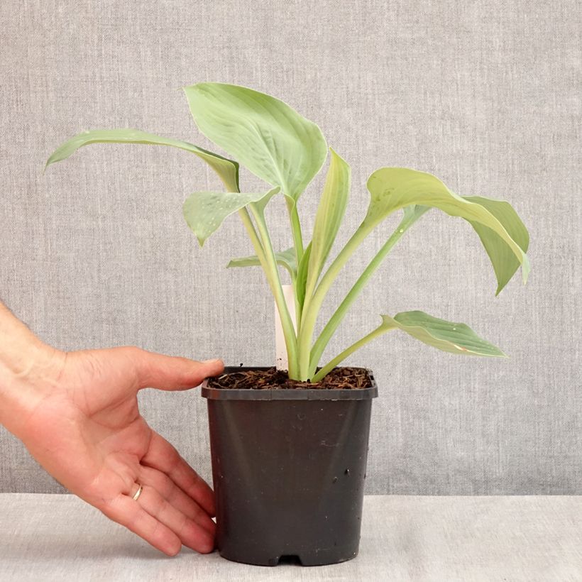 Esemplare di Hosta Blue Mammoth Vaso da 1,5L/2L consegnato in estate
