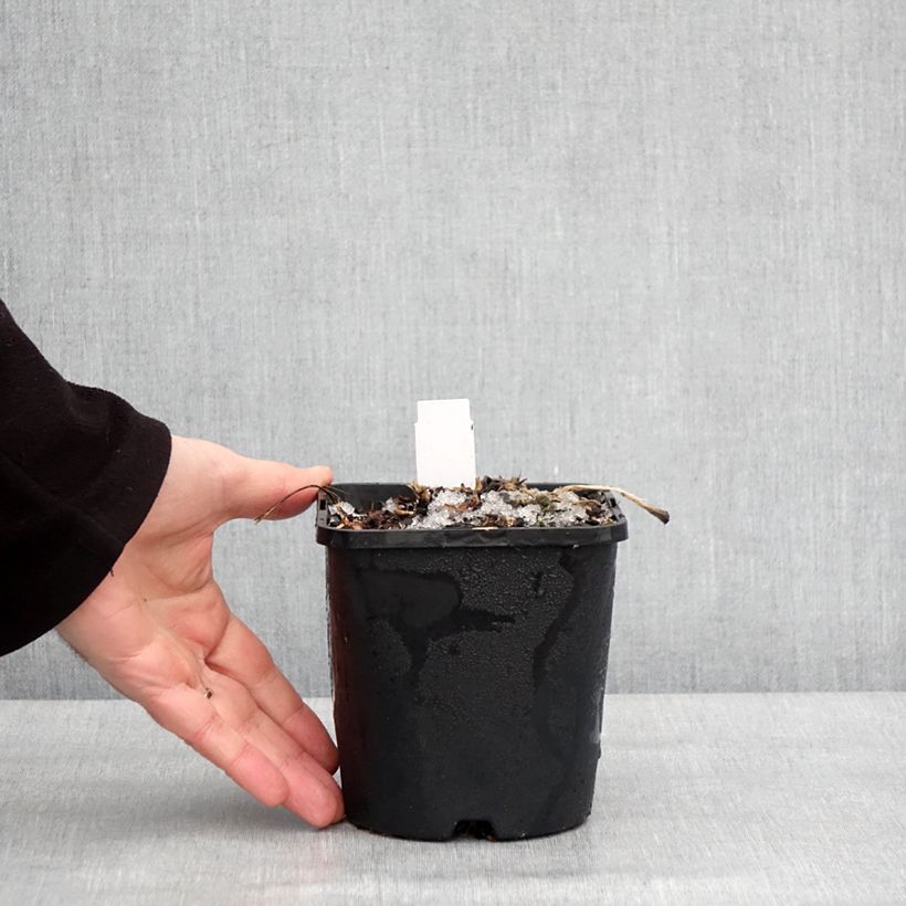 Hosta Blue Mammoth Vaso da 1,5L/2L esemplare consegnato in inverno