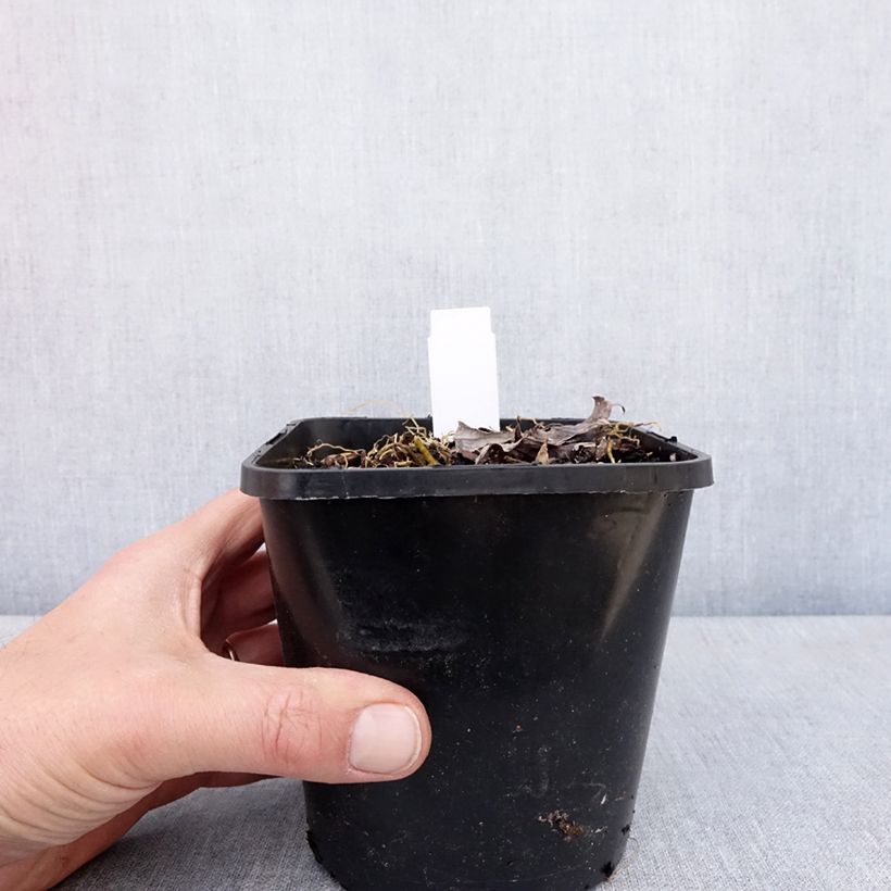 Hosta Blue Mammoth Vaso da 1,5L/2L esemplare consegnato in primavera