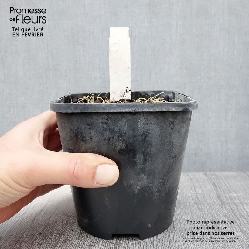 Hosta Blue Mouse Ears Vaso da 1,5L/2L esemplare consegnato in inverno