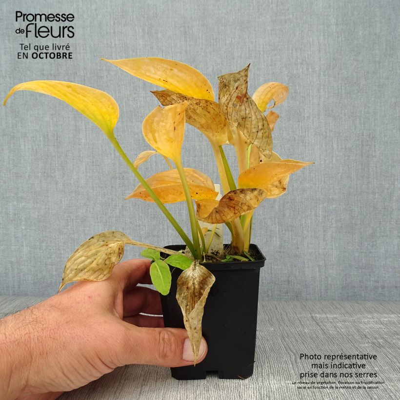 Esemplare di Hosta Blue Umbrellas Vasetto da 8/9 cm come consegnato in autunno