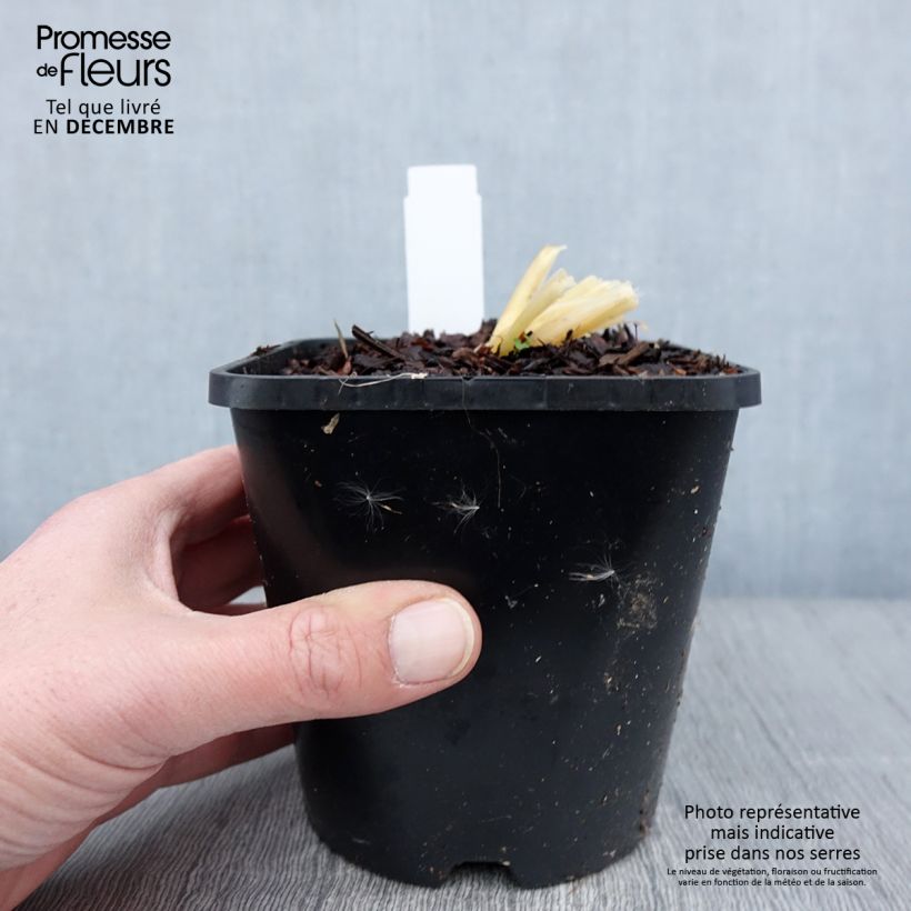 Esemplare di Hosta Bridal Falls Vaso da 1,5L/2L come consegnato in autunno