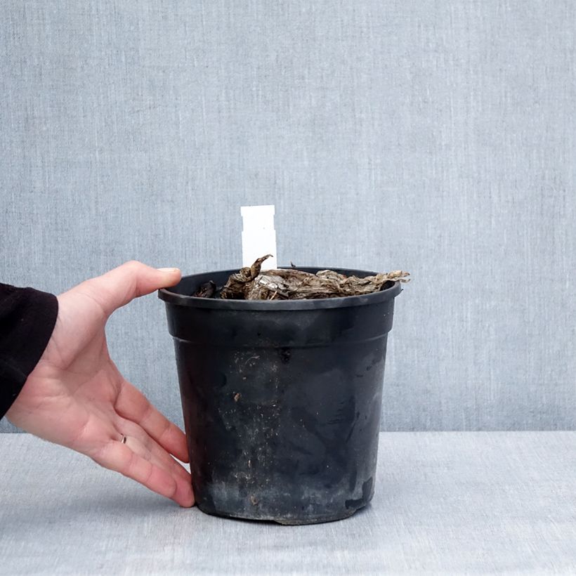 Hosta Bridal Falls Vaso da 1,5L/2L esemplare consegnato in inverno