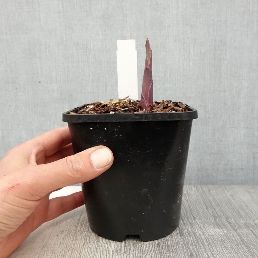 Hosta Bridal Falls Vaso da 1,5L/2L esemplare consegnato in primavera