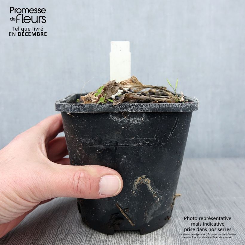 Esemplare di Hosta Broad Street Vaso da 1,5L/2L come consegnato in autunno