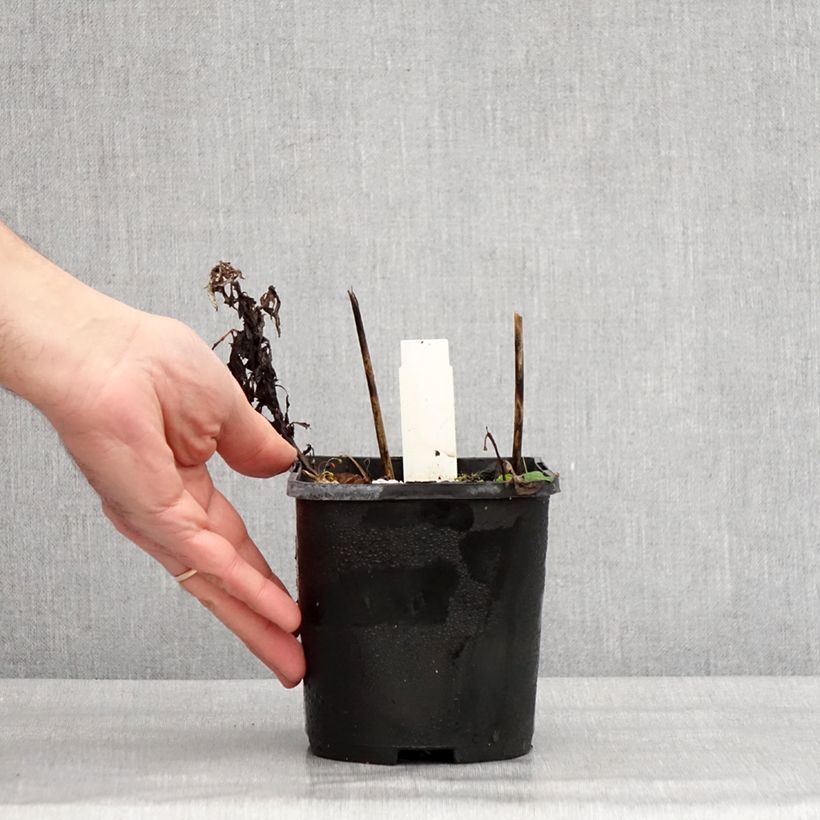 Hosta Broad Street Vaso da 1,5L/2L esemplare consegnato in inverno