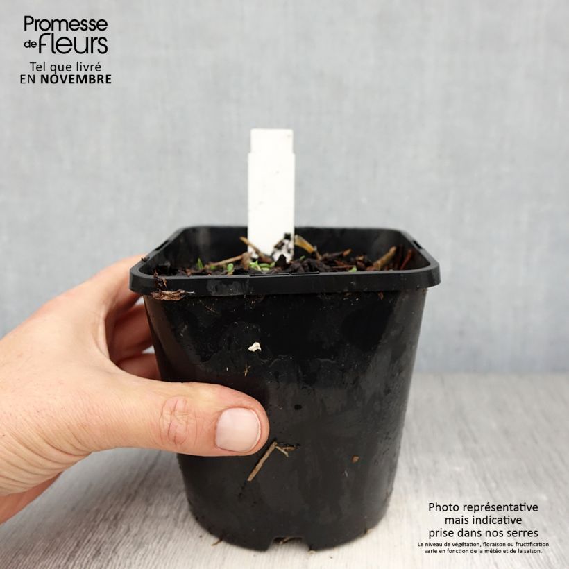 Esemplare di Hosta Broadway Vaso da 1,5L/2L come consegnato in autunno